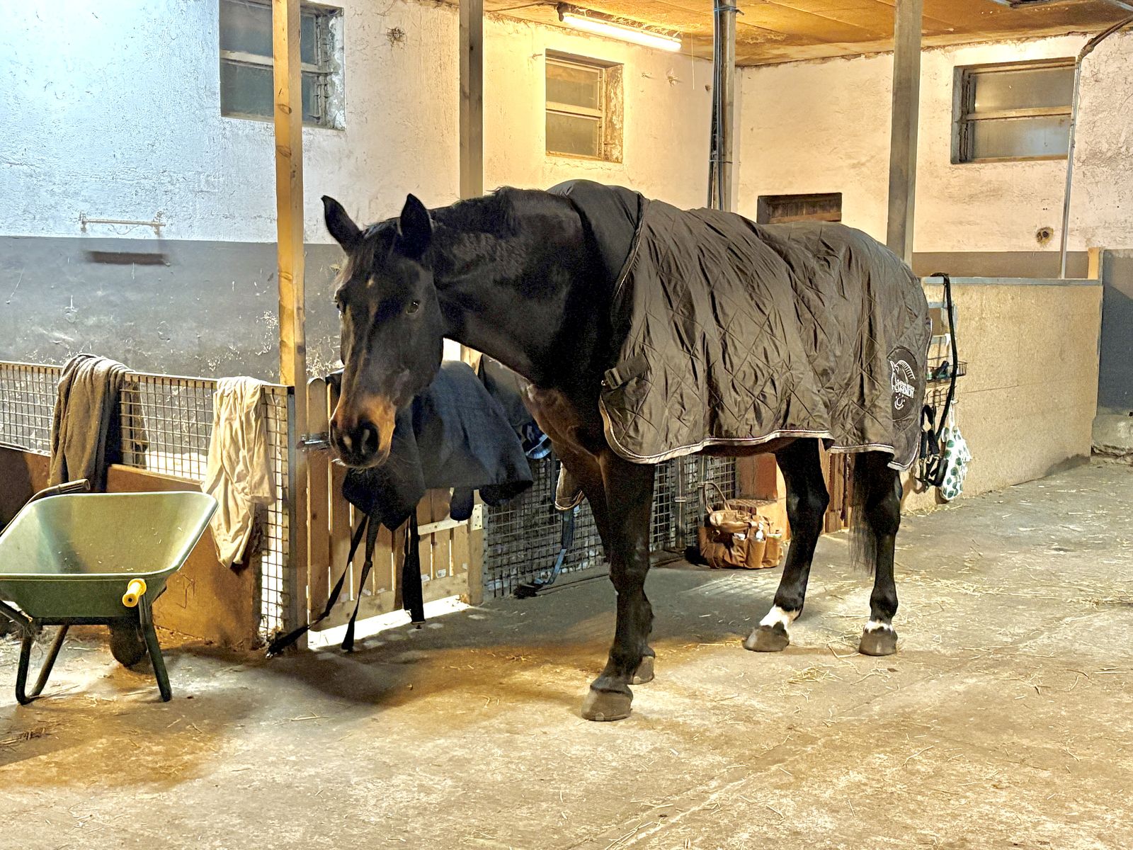 Pferd mit Stalldecke auf der Stallgasse