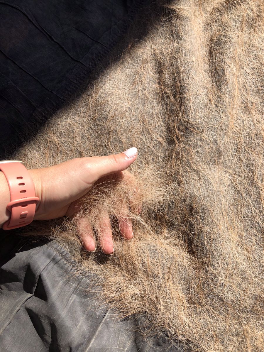 Hand streicht über eine stark behaarte Pferdedecke