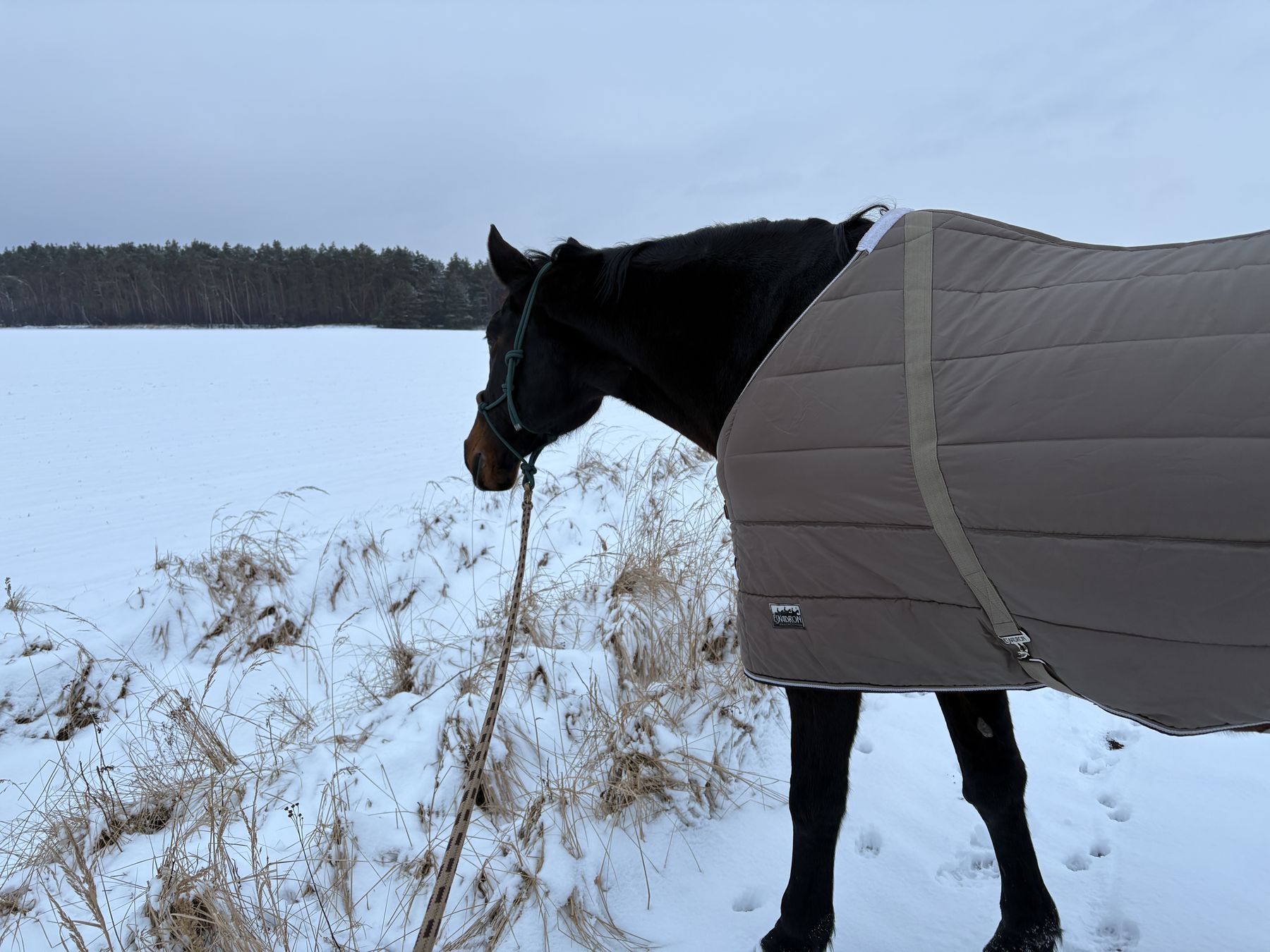 Pferd mit Stalldecke auf einer verschneiten Wiese