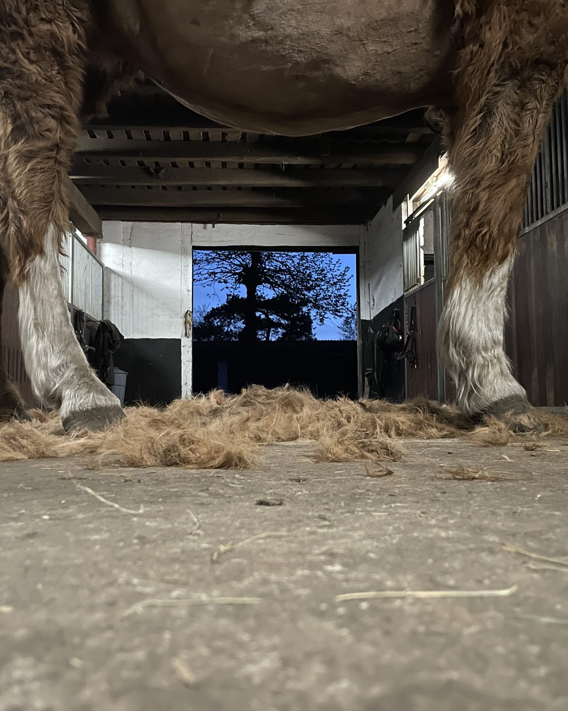 Blick über den Stallboden: abgeschorenes Fell liegt zwischen den Beinen eines Pferdes