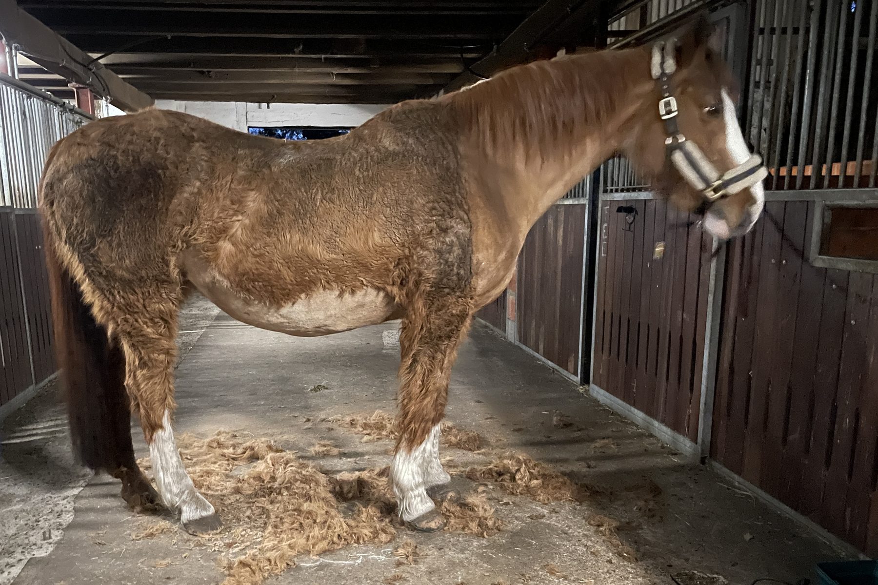 Fuchsfarbenes Pferd steht halb geschoren auf der Stallgasse, das abgeschorene Fell liegt am Boden